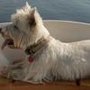 Dante likes rowing on Bristol Pond