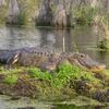 Another North Carolina Lizard. Maybe 9' long. Looks bigger from a kayak.